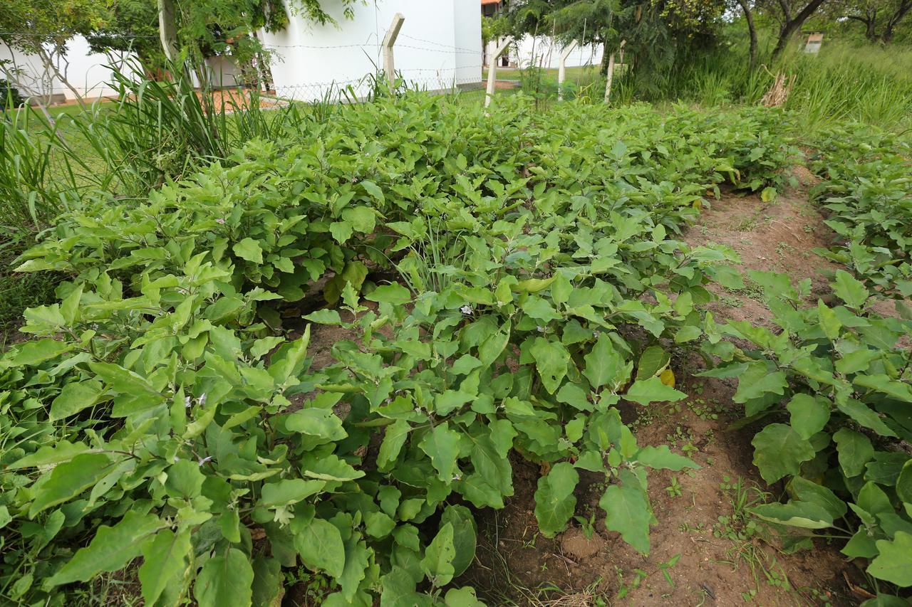 Sigiriyajungles & Sigirîya
